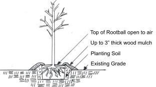 Illustration of elevated planting method.